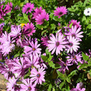 Pink African Daisy, 50 Seeds