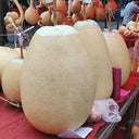 'Large Winter Melon' Gourd, 5 Seeds