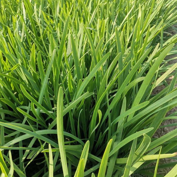 Dugen Red Chinese Chives Seeds, 10g