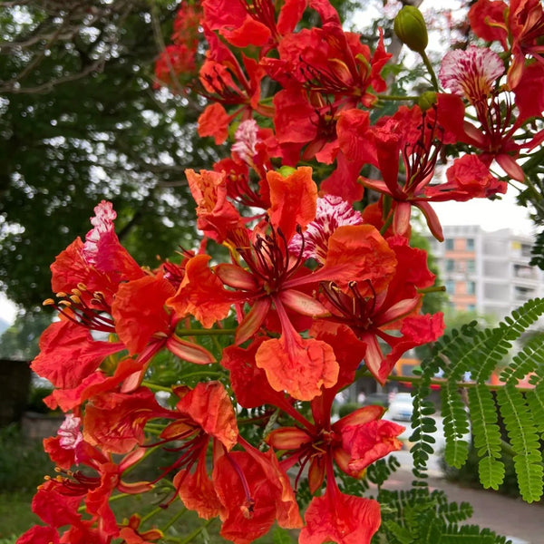 Royal Poinciana, 50 Seeds