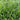 Poa pratensis 'Ginney II BT' Seeds, 200g