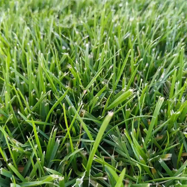 Poa pratensis 'Ginney II BT' Seeds, 200g