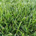 Poa pratensis 'Ginney II BT' Seeds, 200g