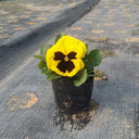Super Bingo Series Blotched Yellow Pansy Seeds, 100 Seeds