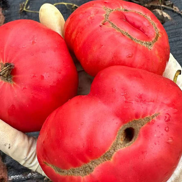 Red Brandywine Beefsteak Tomato, 10 Seeds