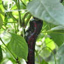 Perilla Pepper, 100 Seeds