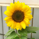 Dwarf Potted Sunflower Seeds, 5g