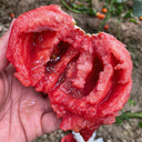 U2614 Giant Pink Beefsteak Tomato, 10 Seeds