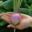 'Lucky' F1 Hybrid Turnip Seeds, 5g