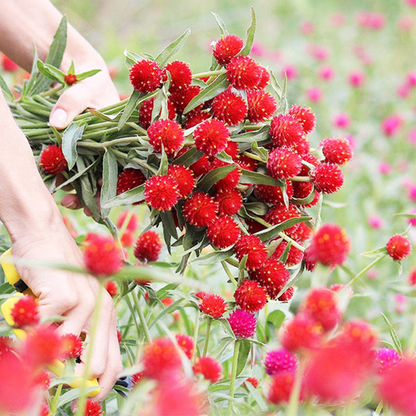 Hezhichun Globe Amaranth Seeds, 1g
