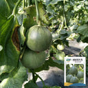 Emerald No.9' Dark Green Sweet Melon Seeds, 50 Seeds