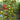 717 Green Cloud Tomato, 5 Seeds
