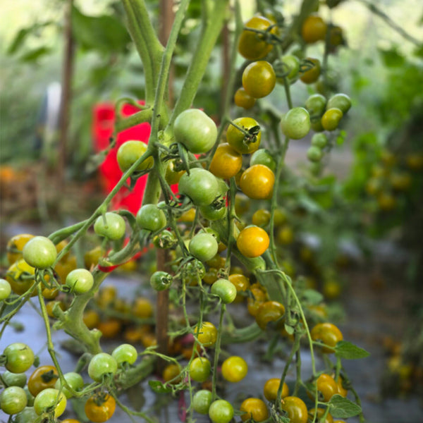 717 Green Cloud Tomato, 5 Seeds