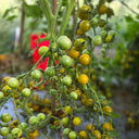 717 Green Cloud Tomato, 5 Seeds