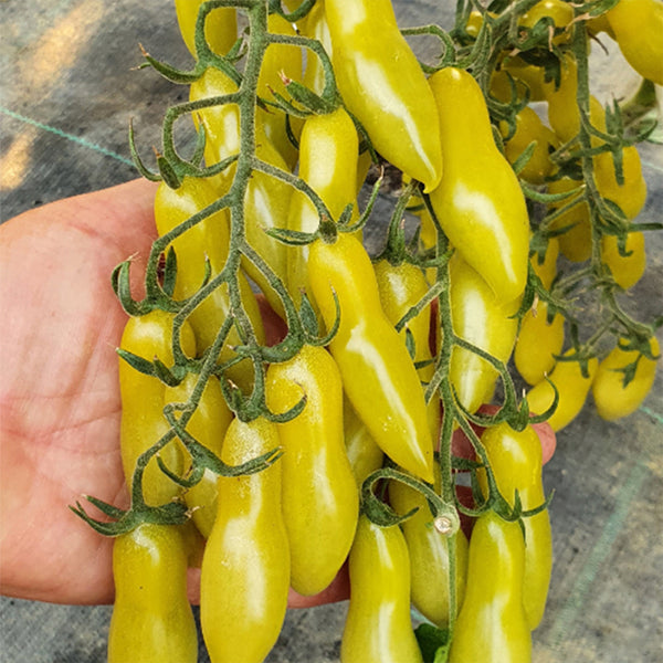 'Dancing Fingers' Tomato Seeds