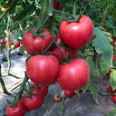 Kuwait No.4 Pink Tomato Hybrid Seeds, 20 Seeds