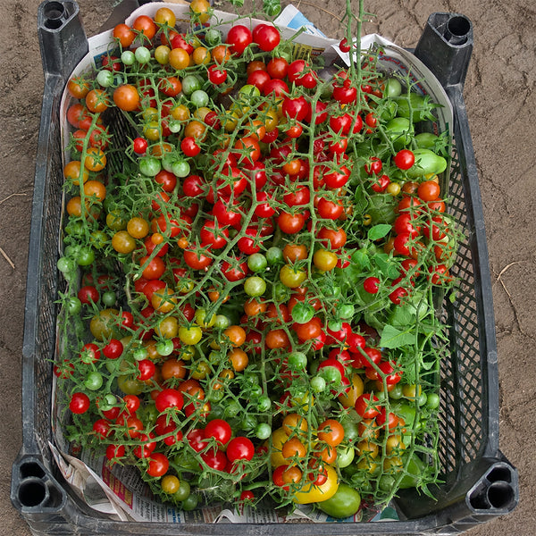 648 Eva Red Berry Tomato, 5 Seeds