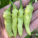 Pickling Pepper Seeds, 0.5g
