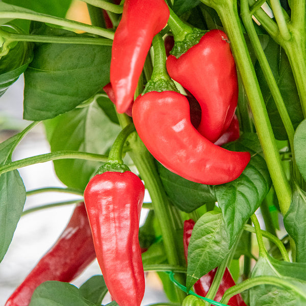 Syrian Has Goli Hot Pepper, 2~4 Seeds