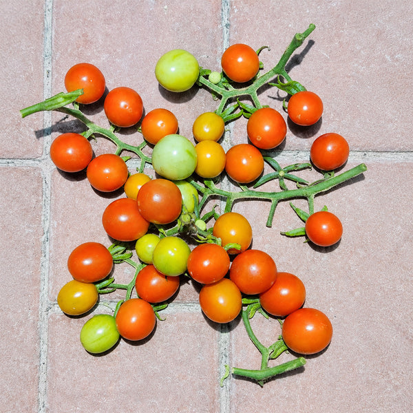 198 Pofijisti Cherry Tomato, 5 Seeds