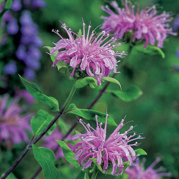 Monarda didyma Seeds, 100 Seeds
