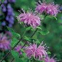 Monarda didyma Seeds, 100 Seeds