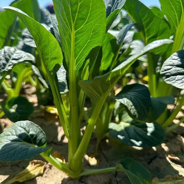 Green Tender Sweet Choy Sum Seeds, 20g