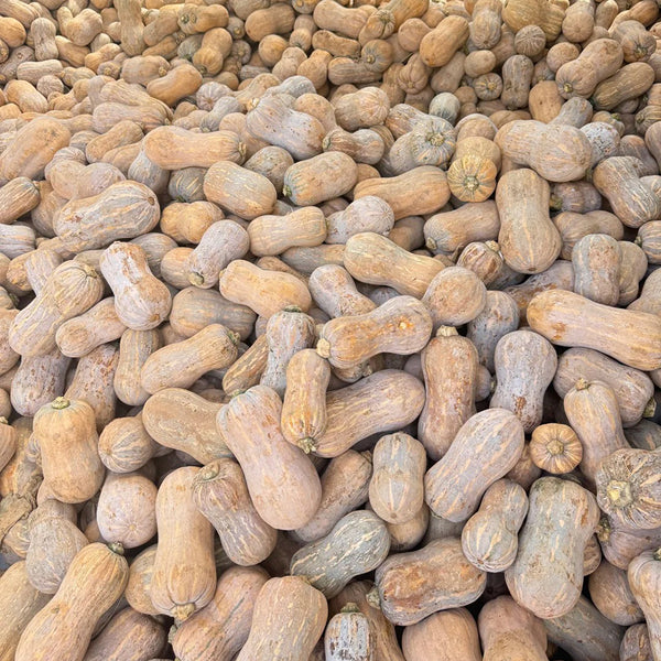 Pillow Pumpkin Seeds, 10 Seeds