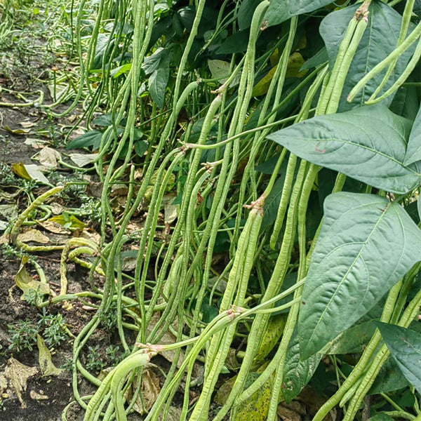 Small-Leaf High-Yield No.4 Long Bean Seeds, 20g
