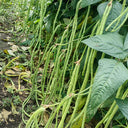 Small-Leaf High-Yield No.4 Long Bean Seeds, 20g