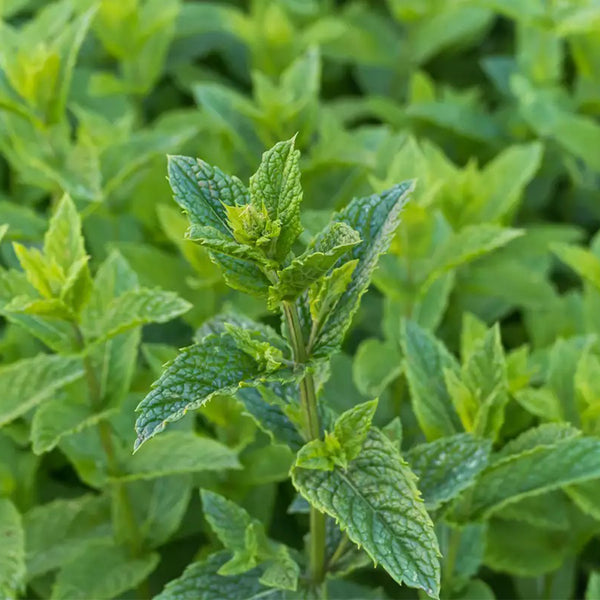 Spearmint Mint, 1000 Seeds