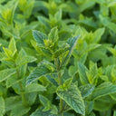 Spearmint Mint, 1000 Seeds