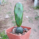 Opuntia debreczyi 'Little Clay Figure', 4-6cm
