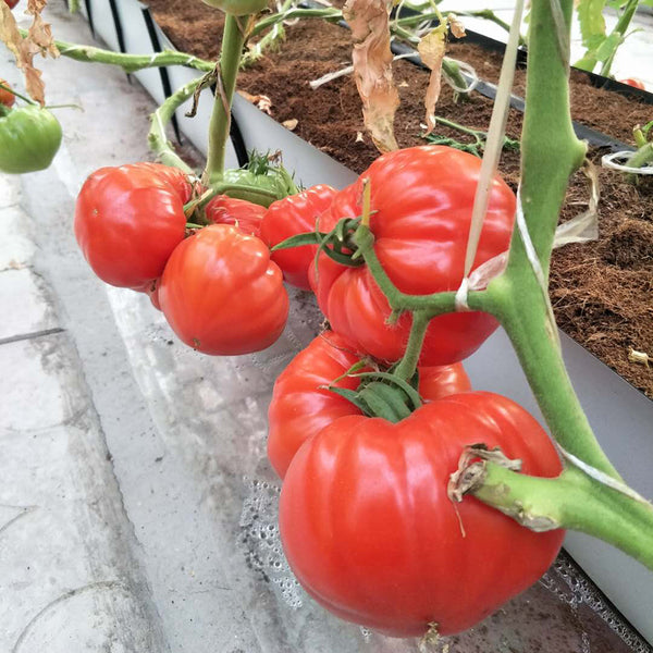 Camille Tomato, 10 Seeds