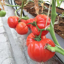 Camille Tomato, 10 Seeds