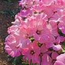 Flower Mallow (Lavatera trimestris) Seeds, 100 Seeds