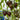 802 Tribute to Victoria F5 Tomato, 5 Seeds