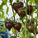 802 Tribute to Victoria F5 Tomato, 5 Seeds