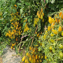 2025 Sweet Auntie F4 Tomato, 5 Seeds