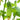 'Cuimei 188' Mini Cucumber, 100 Seeds