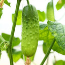 'Cuimei 188' Mini Cucumber, 100 Seeds