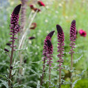'Beaujolais' Purple Loosestrife, 10 Seeds