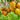 549 Nut Plum F4 Tomato, 5 Seeds