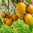 549 Nut Plum F4 Tomato, 5 Seeds
