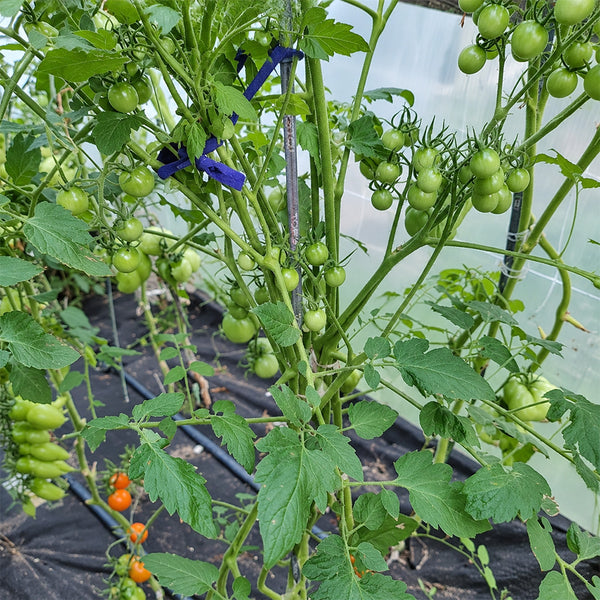 198 Pofijisti Cherry Tomato, 5 Seeds