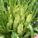 Puntarelle Chicory, 50 Seeds