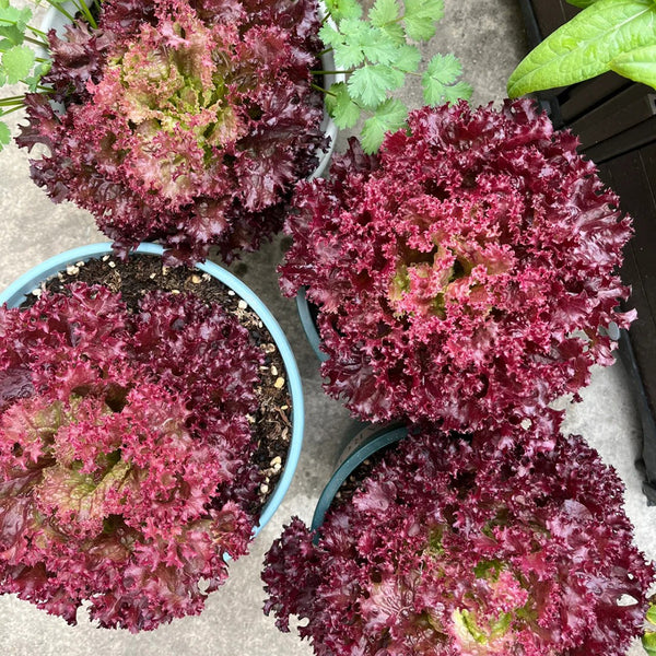 'Jinghong-1' Loose-leaf Lettuce Seeds, 5g