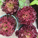 'Jinghong-1' Loose-leaf Lettuce Seeds, 5g
