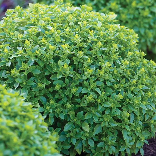 Aristotle Basil, 100 Seeds