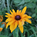 Hezhichun Dwarf Black-eyed Susan Seeds, 1g